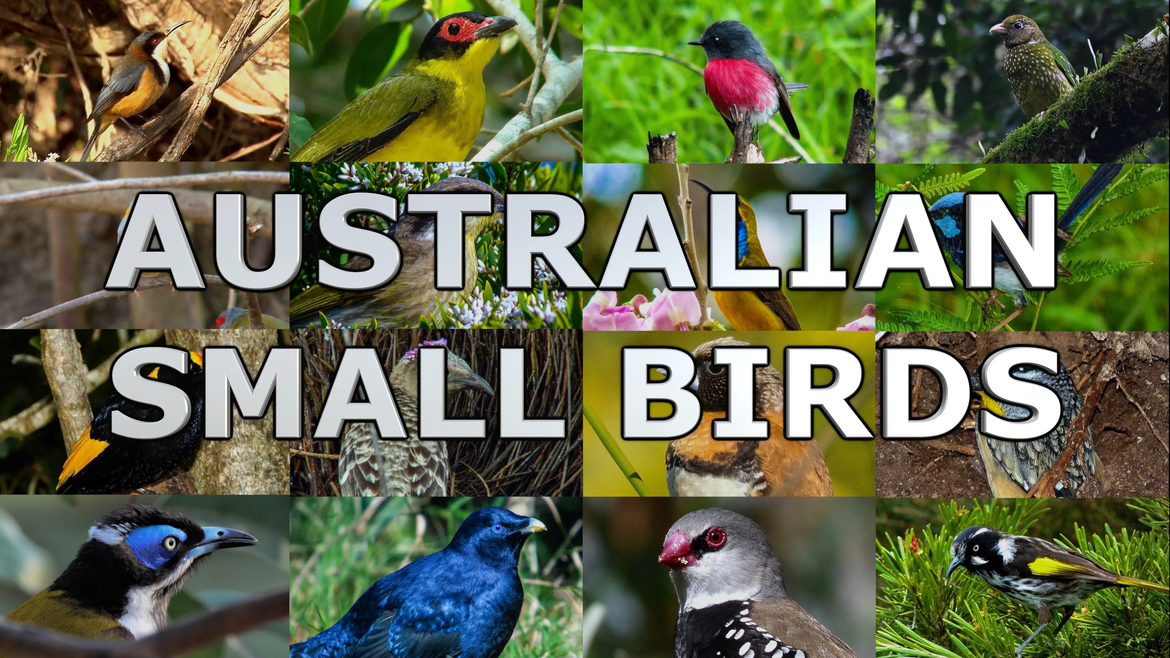 Australian Small Birds poster